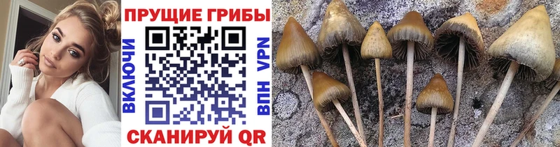 Купить закладки  Венёв  Галлюциногенные грибы Psilocybe 